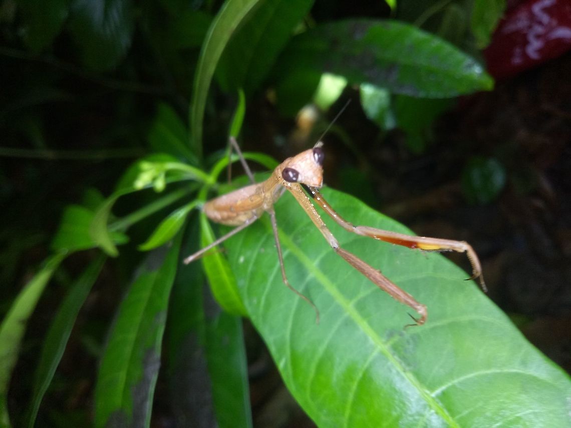 Statilia sp. This is a gravid female of unknown large Statilia sp. This mantis was found on low lying plant in Pangasinan, North Luzon, Philippines. Mantis,Pangasinan,Philippines,Statilia sp,north luzon