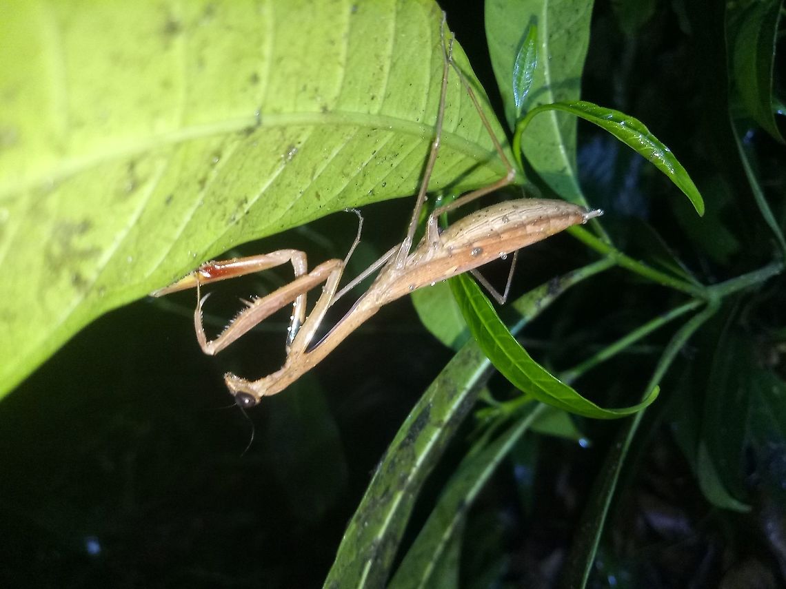 Statilia sp. This is a gravid female of unknown large Statilia sp. This mantis was found on low lying plant in Pangasinan, North Luzon, Philippines. Mantis,Pangasinan,Philippines,Statilia sp,north luzon