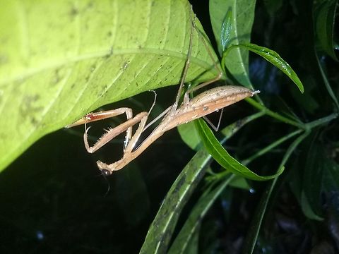 Statilia sp. This is a gravid female of unknown large Statilia sp. This mantis was found on low lying plant in Pangasinan, North Luzon, Philippines. Mantis,Pangasinan,Philippines,Statilia sp,north luzon