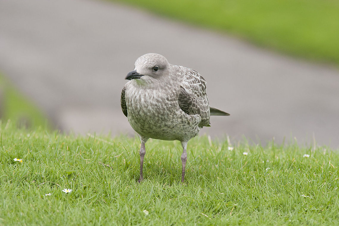 Juvenile seagull I'm lost!!! bird,seagull