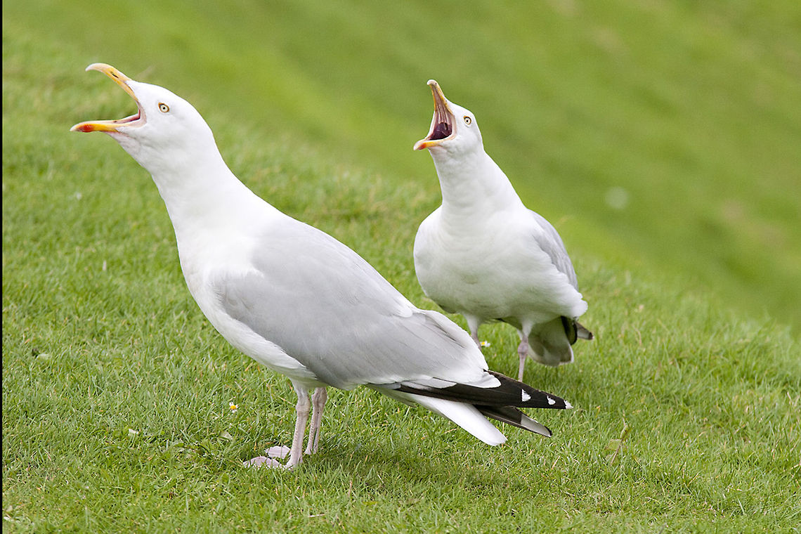 Hungry seagulls Com'mon dude...we are waiting!!!