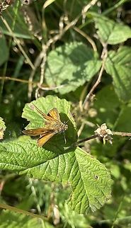 Kindly little obstinacy The name of this species of butterfly was chosen very appropriately, because the tops of its wings have a rust-brown basic color with a wide brown edge and striking wing reins.The undersides of the wings are also colored rust, but with a clear green component. There the moths also hare some yellowish spots. The stocky-looking body is typical of thick- headed butterflies. It is brown in the rust-colored thick-headed butterfly and densely hairy. Large Skipper,Ochlodes sylvanus