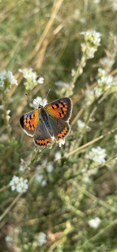 Kleiner Feuerfalter  Geotagged,Germany,Lycaena phlaeas,Small copper,Summer