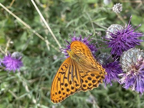 Edelfalter „Kaisermantel“ Der Kaisermantel ist im Bereich zwischen 18 und 30 Grad  Celsius aktiv. Als Tagfalter klappt er in Ruhe die Flügel nach oben zusammen. Allerdings sieht man ihn auch mit ausgebreiteten Flügeln, wenn er sich an Blüten, Blättern usw.sonnt. Dadurch erreicht er die für seine Aktivität notwendige Körpertemperatur. Als Schmetterling zu den Insekten gehörig ist er ein wechselwarmes Tier und seine Körpertemperatur ist weitgehend von der Umgebung abhängig.

 Die räumliche Ausdehnung der feinen Strukturen auf den Flügeln zur Vergrößerung der Oberfläche hier sehr schön erkennbar. Argynnis paphia,Germany,Moth Week 2020,Silver-washed Fritillary