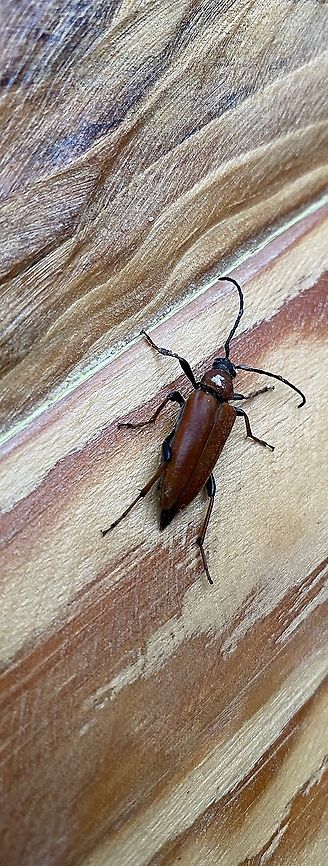 The study of borders  Stictoleptura rubra,cerambycidae