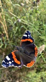 Good Morning Mrs. Admiral In the Admiral, wich is one of the peregrine butterflies in this country, the basic color of the top of the forewings is dark brown, with a broad, red band in this top of the forewings above, here with small white spots that make this Admiral recognizable as a female. At the top, the front wings are black on the top. Ist is typical for this type of butterfly that there are always some different sized spots on a black background. Geotagged,Germany,Red Admiral,Summer,Vanessa atalanta