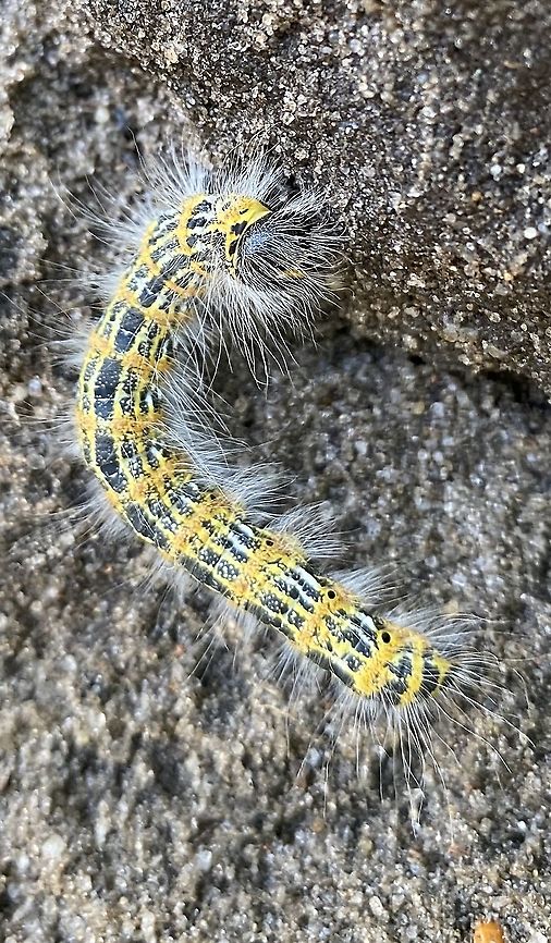 Caterpillar „Moonspot“ Caterpillar in a striking yellow-black color with white hair. The yellow base color is interrupted with up to 10 black longitudinal stripes. Typical black dots on a yellow background. The large black head with the inverted Y-drawing is striking. Here is a full-grown, long- haired specimen of 6 cm lenght. Buff-tip,Geotagged,Germany,July,Phalera bucephala,Summer