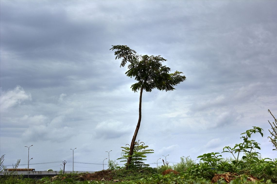 Let me Grow ! Save trees.. it gives us life.... Tree,plant,save tree