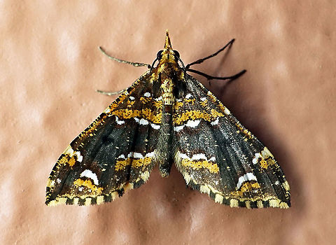 Psaliodes electa Dapa, Valle Del Cauca 2100m Psaliodes electa