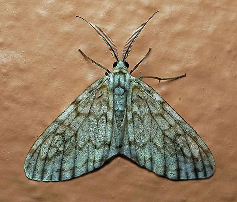 Parallage diaphanata Dapa, Valle Del Cauca 2100m Parallage diaphanata