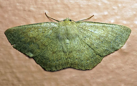 Moth7 Dapa, Valle Del Cauca 2100m