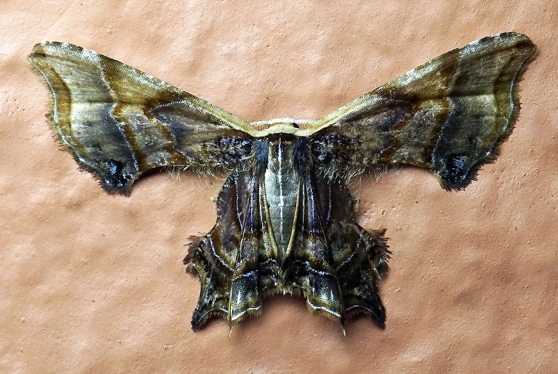 Epipleminae Dapa, Valle Del Cauca 2100m