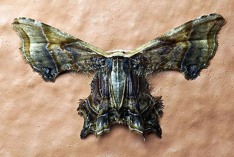 Epipleminae Dapa, Valle Del Cauca 2100m