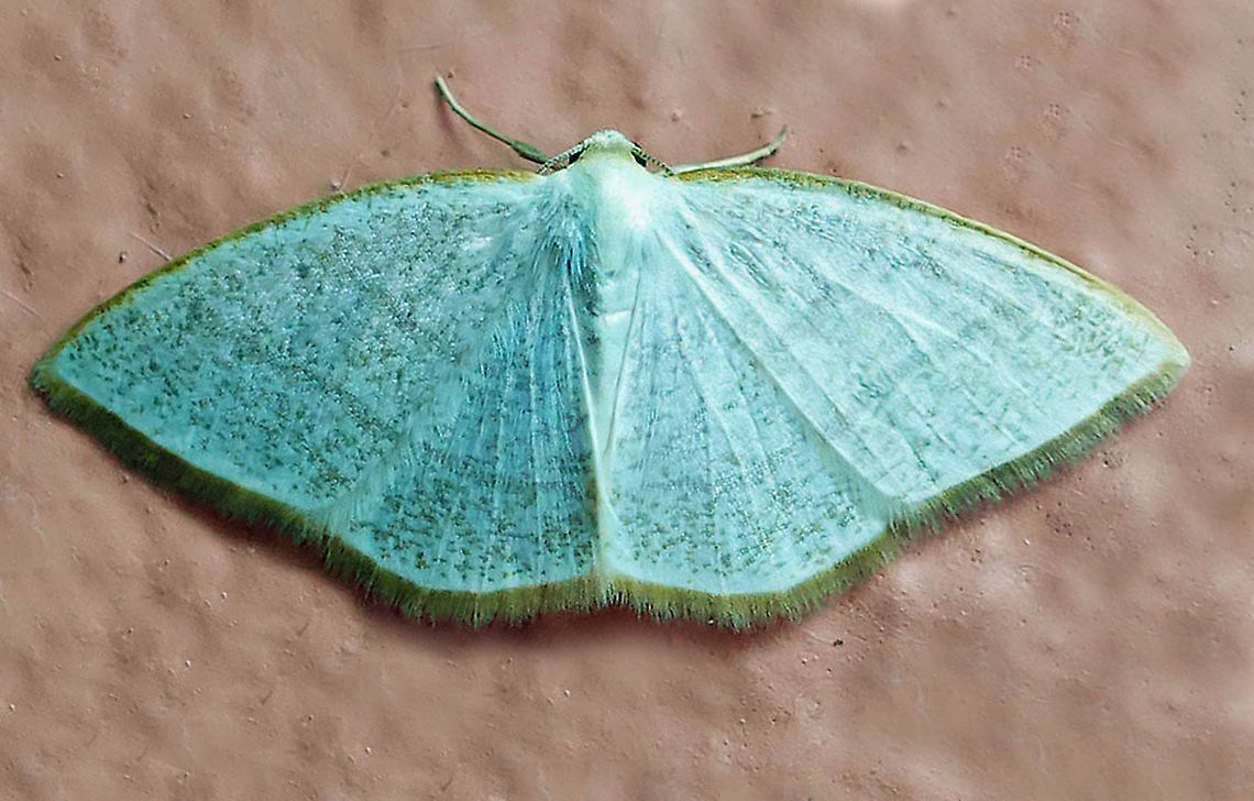 Moth9 Dapa, Valle Del Cauca 2100m
