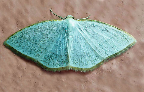 Moth9 Dapa, Valle Del Cauca 2100m