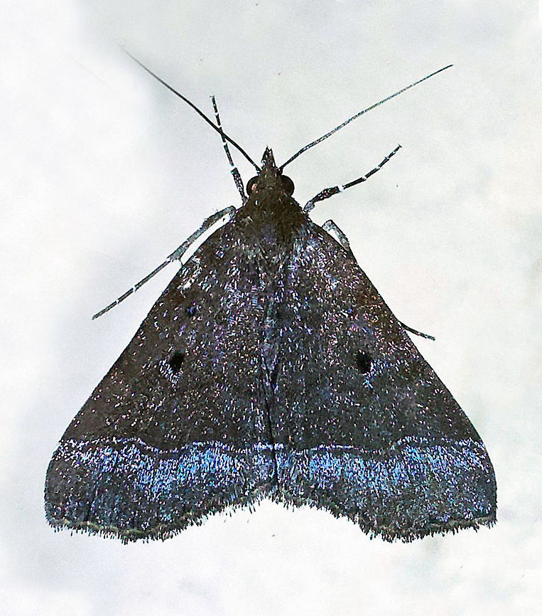 Moth 8 Dapa, Valle Del Cauca 2100m
