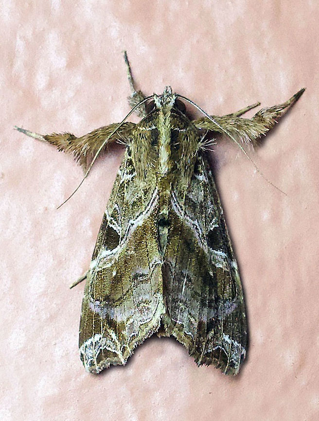 Callopistria floridensis Dapa, Valle Del Cauca 2100m Callopistria floridensis