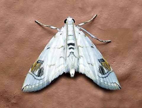 Neurophyseta sp. Dapa, Valle Del Cauca 2100m