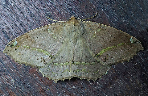 Oxydia sp. Dapa, Valle Del Cauca 2100m