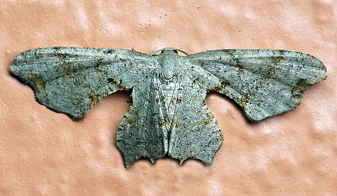 Scoopwing Dapa, Valle Del Cauca 2100m