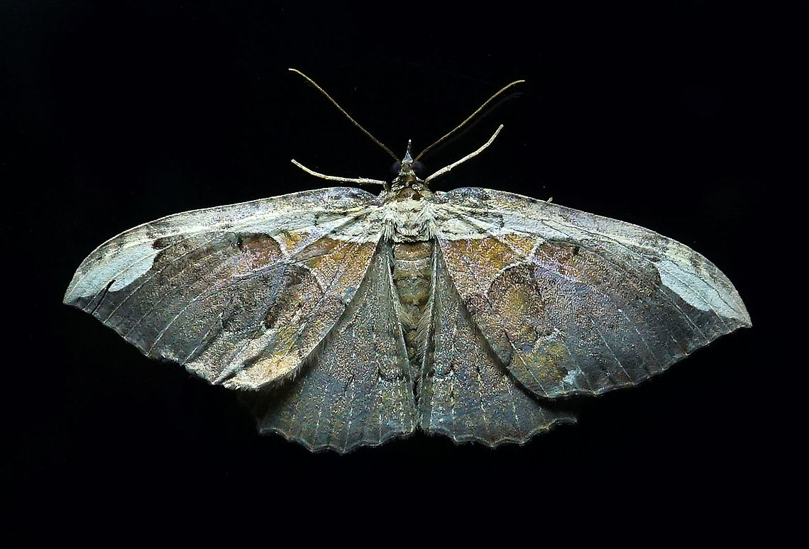 Moth 27 Dapa, Valle Del Cauca 2100m