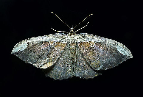 Moth 27 Dapa, Valle Del Cauca 2100m