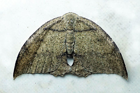 Moth29 Dapa Valle Del Cauca, 2100m