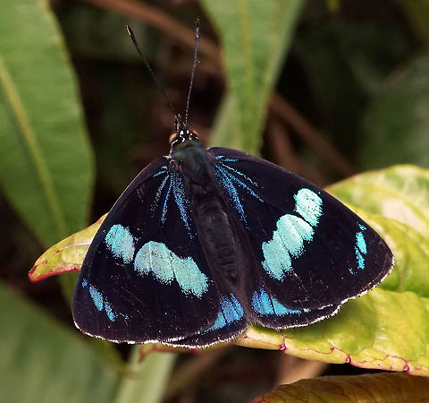 Perisama yeba guerini Dapa, Valle Del Cauca 2100m
Subspecies guerini appears to be endemic to Colombia. Perisama yeba