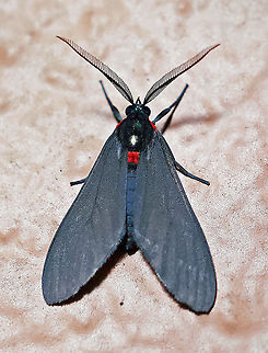 Saurita sp. Dapa, Valle Del Cauca 2100m