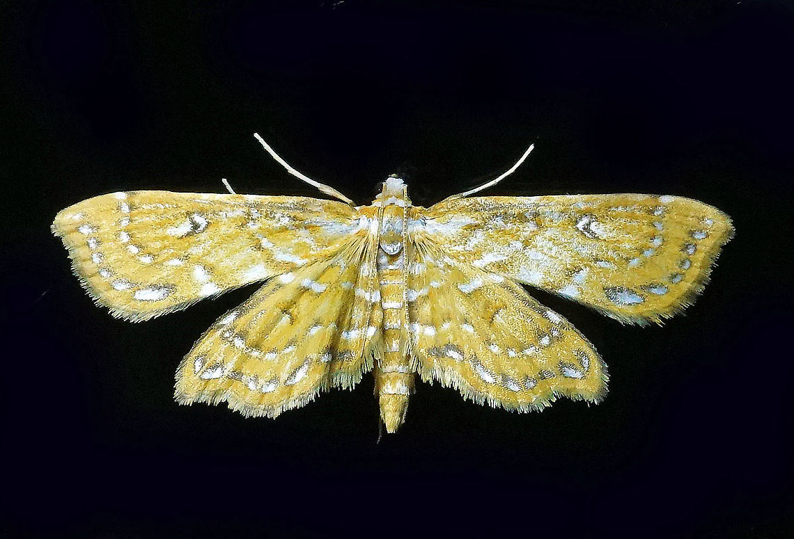 Moth31 Dapa, Valle Del Cauca 2100m