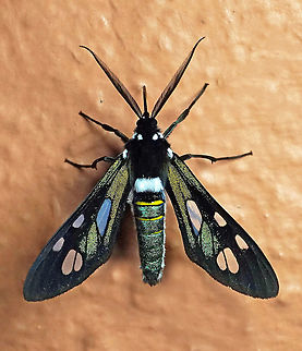 Phaio cephalena Dapa, Valle Del Cauca 2100m Phaeo cephalena,Phaio cephalena