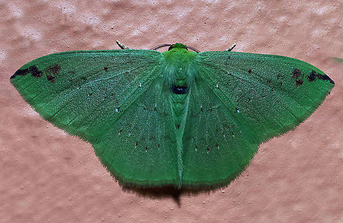 #1 Dapa, Valle Del Cauca 2100m