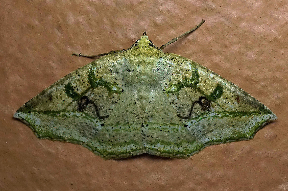 #3 Dapa, Valle Del Cauca 2100m