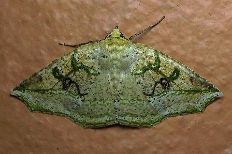 #3 Dapa, Valle Del Cauca 2100m