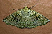 #3 Dapa, Valle Del Cauca 2100m