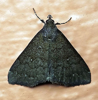 #4 Dapa, Valle Del Cauca 2100m