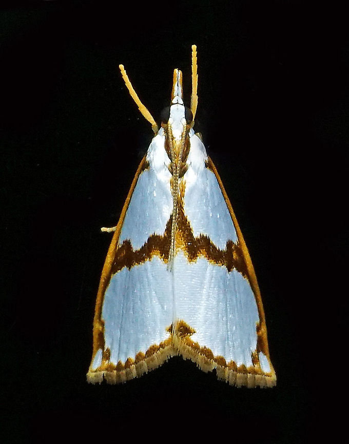 Family: Crambidae Dapa, Valle Del Cauca 2100m
