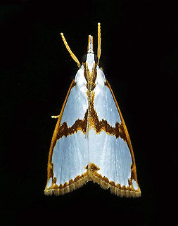 Family: Crambidae Dapa, Valle Del Cauca 2100m