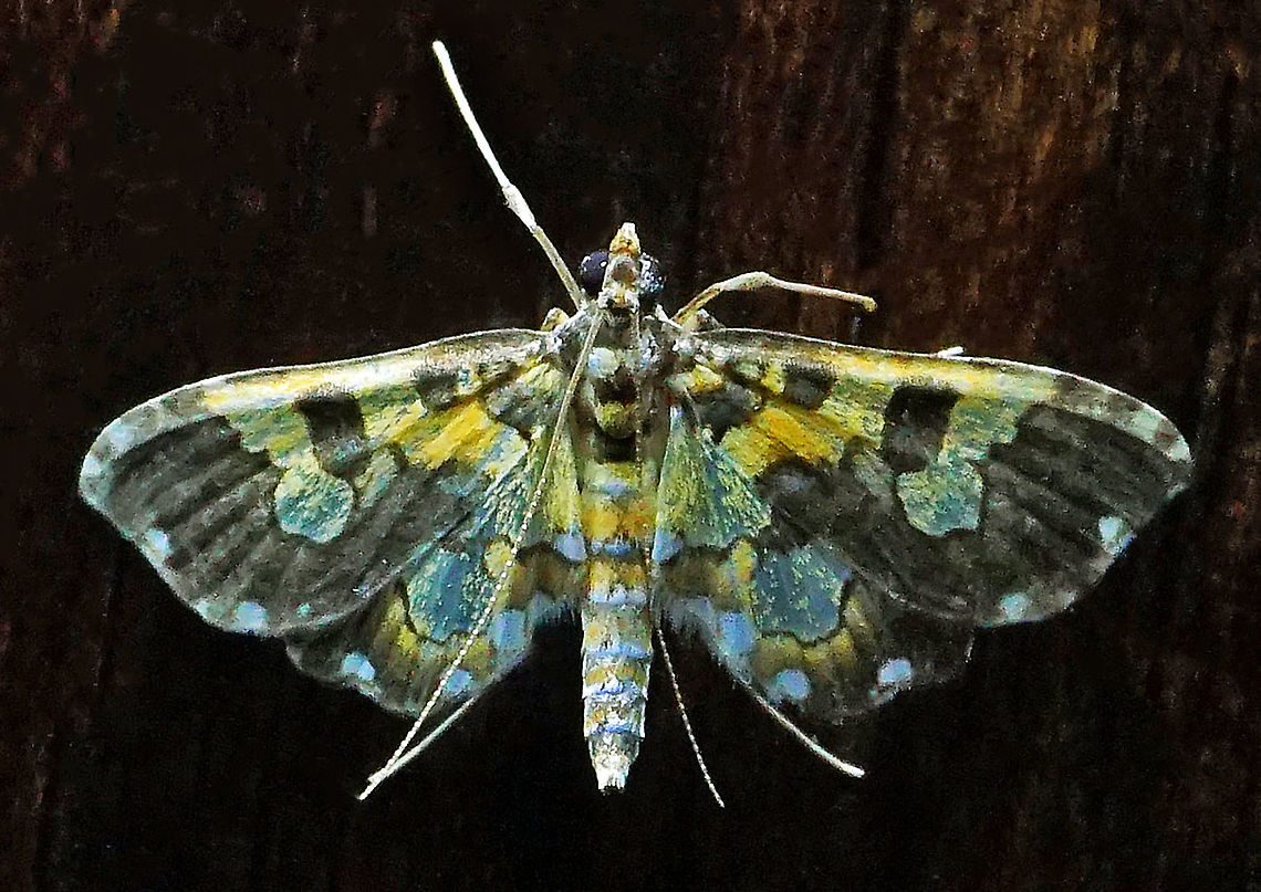 #5 Dapa, Valle Del Cauca 2100m