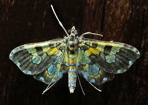 #5 Dapa, Valle Del Cauca 2100m