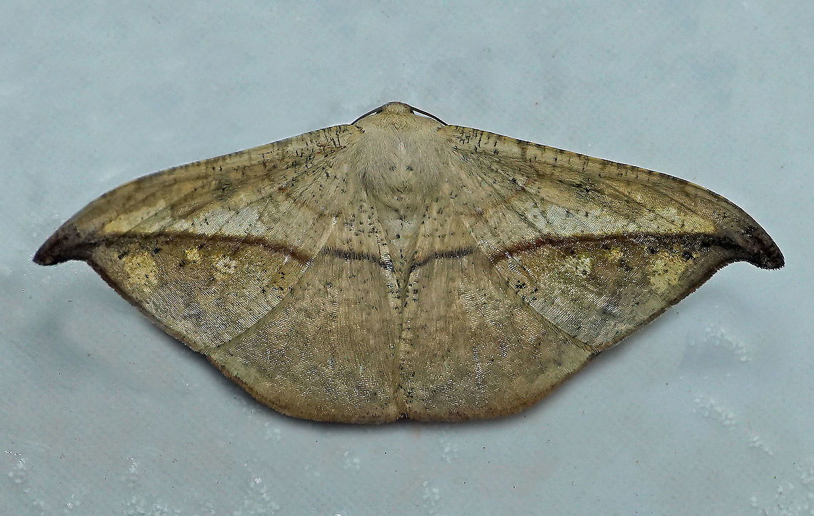 Oxydia augusta Dapa, Valle Del Cauca 2100m Oxydia augusta