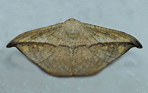 Oxydia augusta Dapa, Valle Del Cauca 2100m Oxydia augusta