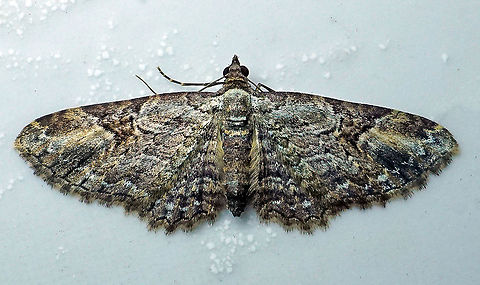 Disclisioprocta sp Dapa, Valle Del Cauca 2100m