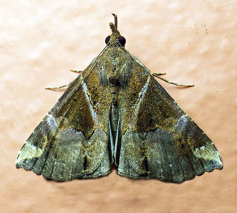 Hypena sp. Dapa, Valle Del Cauca  2100m