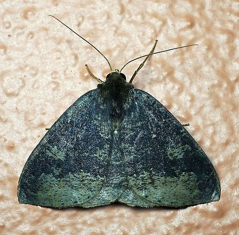 #6 Dapa, Valle Del Cauca 2100m