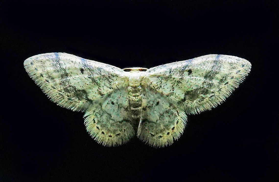 Subfamily Sterrhinae Dapa, Valle Del Cauca 2100m
