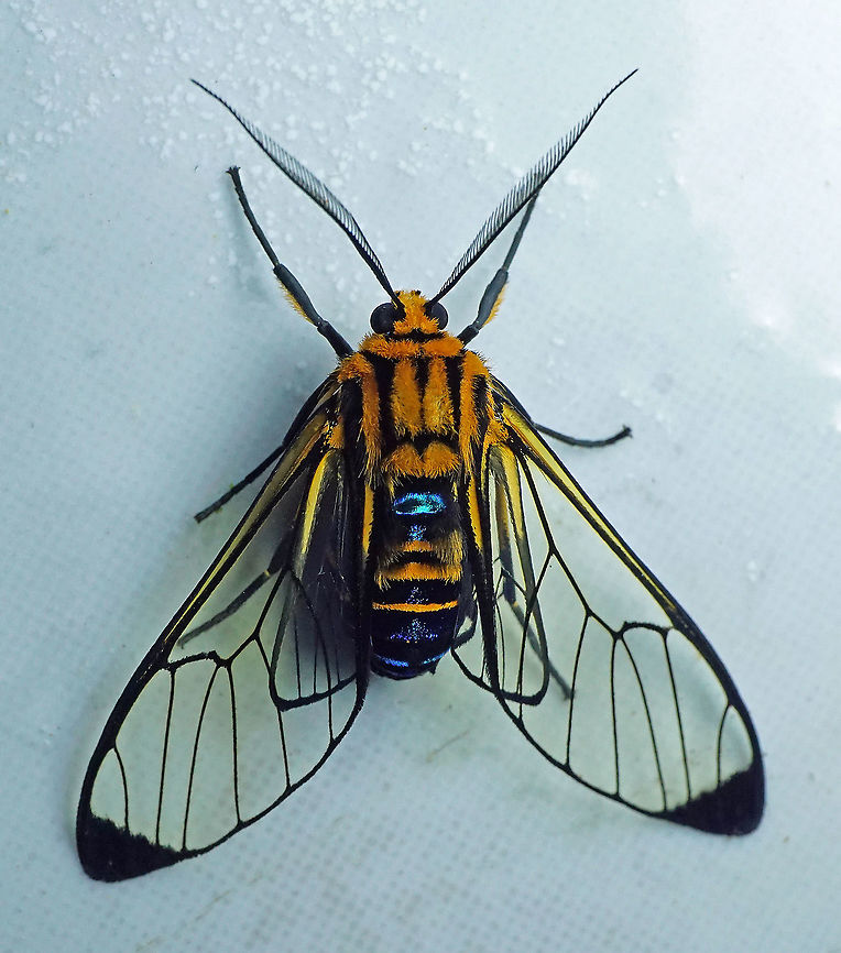Gymnelia peratea Dapa, Valle Del Cauca 2100m