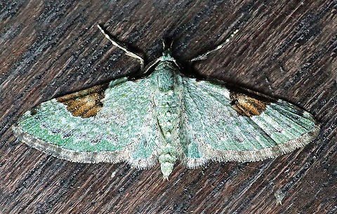 #9 Dapa, Valle Del Cauca 2100m