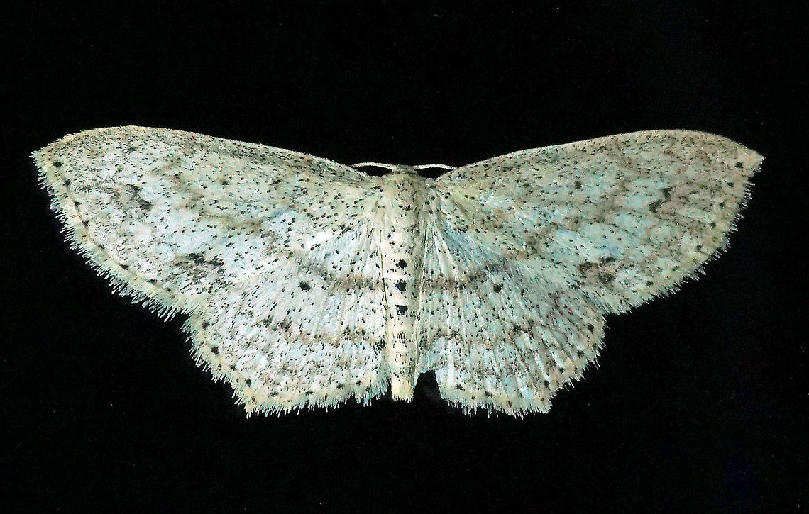 #10 Dapa, Valle Del Cauca 2100m