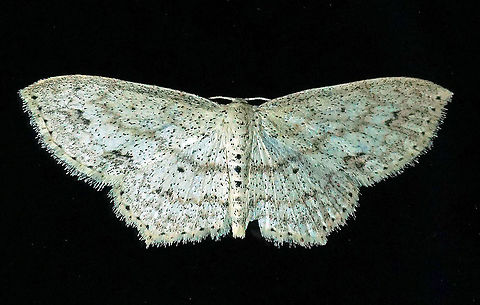 #10 Dapa, Valle Del Cauca 2100m